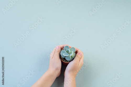 Girl hands holding pot green decorative succulent