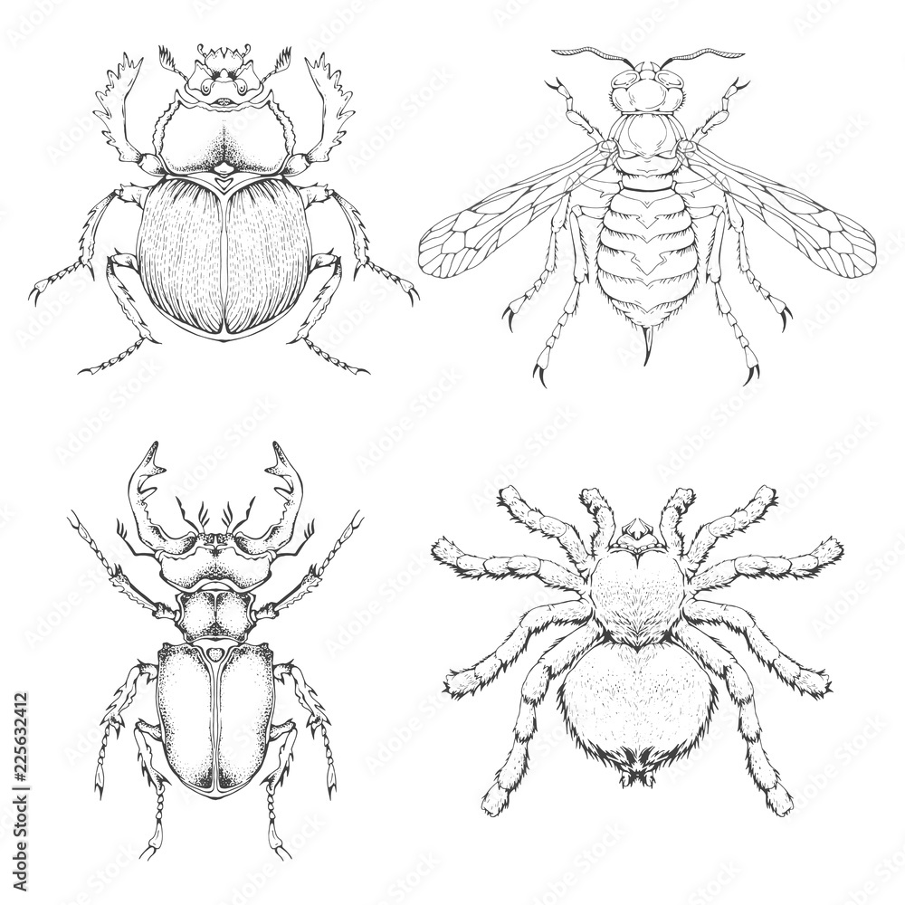 Vector set of hand drawn insects. Different insects in realistic style ...