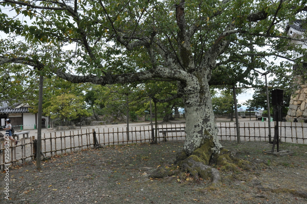 木　巨木　夏　樹木　古い木