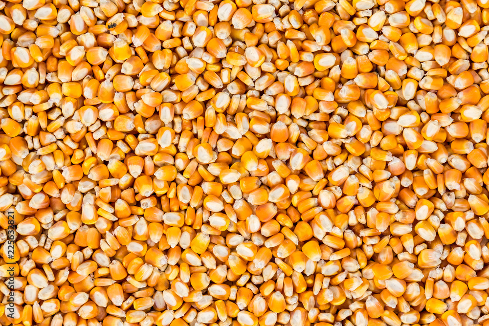 close up of corn seeds close up of corn seeds