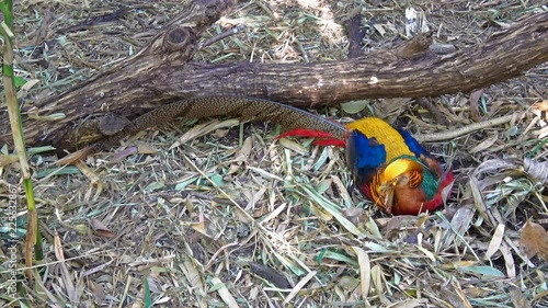 Golden Pheasant In The Zoo