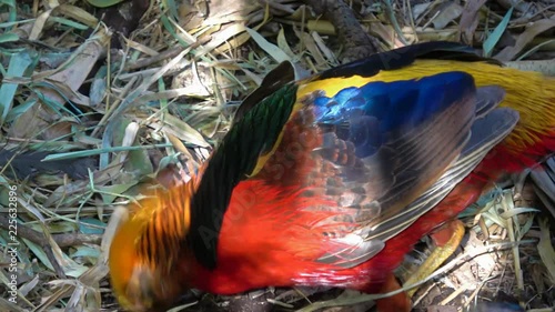 Golden Pheasant In The Zoo