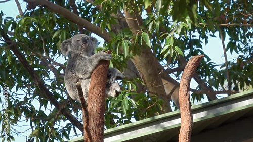 Cute Koala Bear Sitting And Yawning On Gum Tree photo