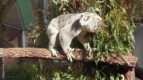 Cute Koala Bear In The Zoo