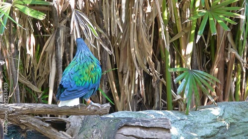 Nicobar Pigeon In The Zoo