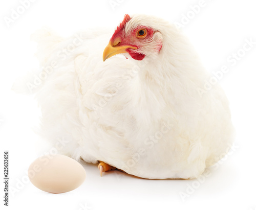 White hen and egg isolated.