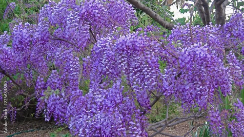 Wisteria Floribunda Flower Blooming In The Botany Garden