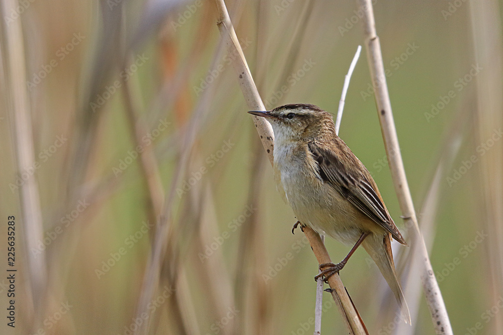 Obraz premium Schilfrohrsänger
