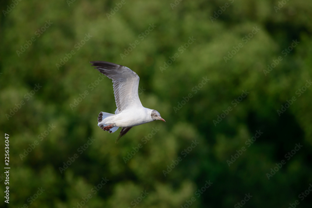 flying seagull at bangpu recreation center samut prakan thailand flying seagull at bangpu recreation center samut prakan thailand