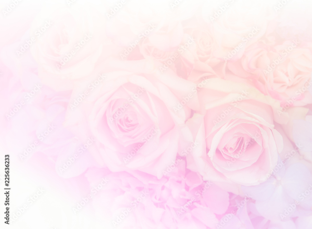 Soft pink rose flowers background Soft pink rose flowers background