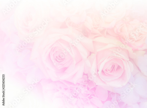 Soft pink rose flowers background