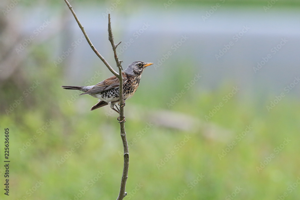 Fototapeta premium Wacholderdrossel