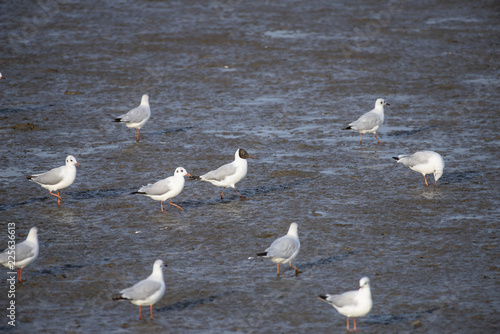 Seagull at bangpu recreation center samut prakan thailand