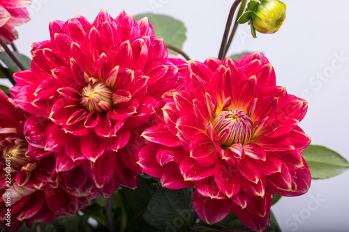Fototapeta Naklejka Na Ścianę i Meble -  Red dahlia flower isolated on white background