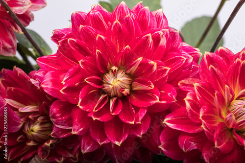 Fototapeta Naklejka Na Ścianę i Meble -  Red dahlia flower isolated on white background