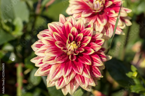 Fototapeta Naklejka Na Ścianę i Meble -  Close-up of blooming red Dahlia flower in  garden