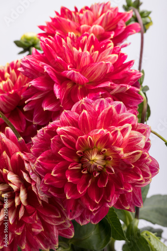 Fototapeta Naklejka Na Ścianę i Meble -  Red dahlia flower isolated on white background