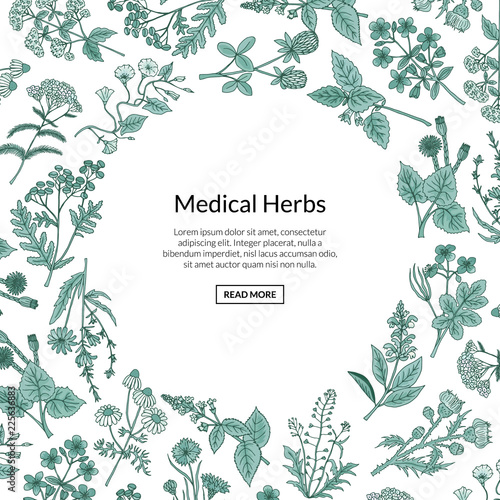 Vector hand drawn medical herbs background with place for text illustration. Herb plant aromatic, botany aroma, healthy and freshness flora