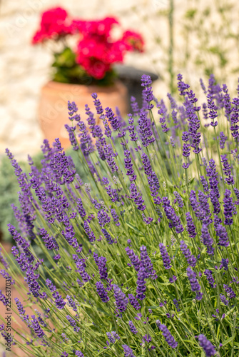 Fototapeta Naklejka Na Ścianę i Meble -   the blooming lavender flowers in Provence, near Sault, France