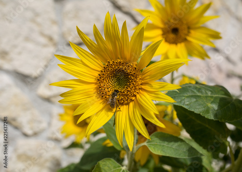 Fototapeta Naklejka Na Ścianę i Meble -  Blooming sunflowers against the background of a limestone wall