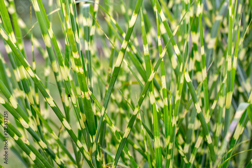 Close up of Ornamental Grass Miscanthus sinensis Zebrinus