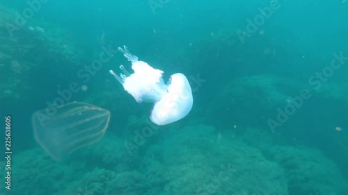 Large white jellyfish rhythmically floating in the sea.Underwater world. photo