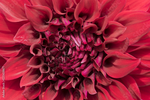 Fototapeta Naklejka Na Ścianę i Meble -  Makroaufnahme einer dunkelroten Dahlienblüte 