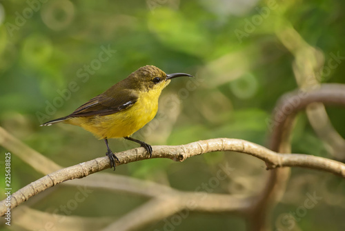 Olive-backed Sunbird - Cinnyris jugularis, small yellow and black sunbird from Southeast Asian gardens and woodlands.