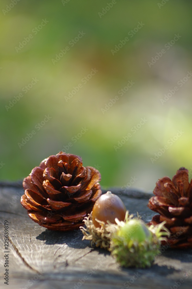 松ぼっくりとドングリ 木の実 秋 Stock 写真 Adobe Stock