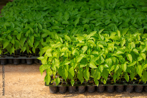 Chilli seedlings in seed pots / The seedlings of chilli are growing in the pellets.