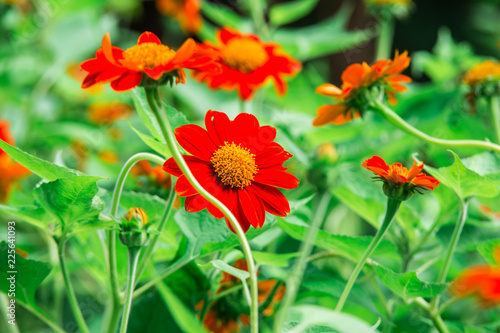 Red Mexican sunflower and green leaves, Close up in the garden