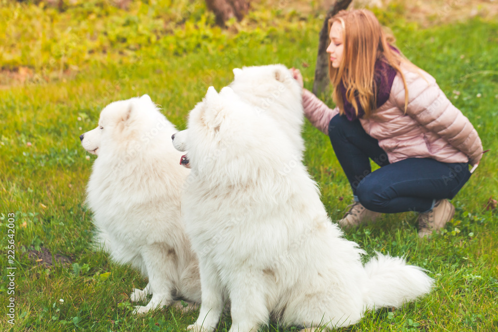 Girl walks with white Samoyed dogs Girl walks with white Samoyed dogs