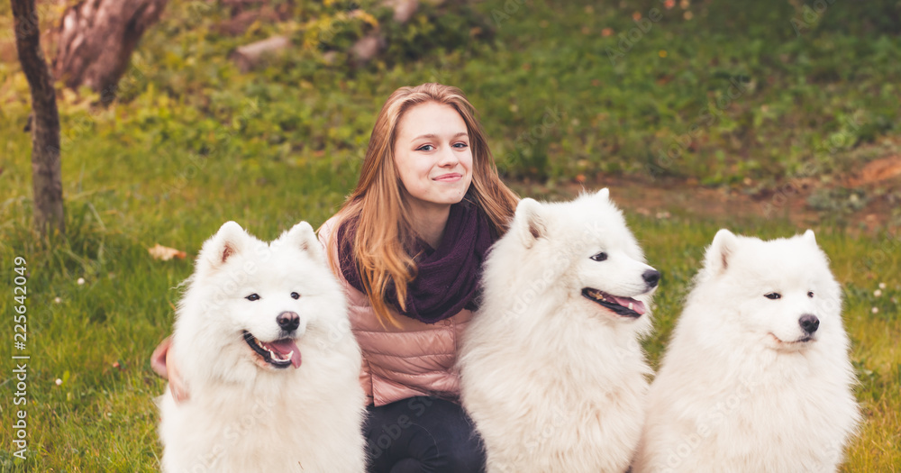 Happy girl walks with three Samoyed dogs Happy girl walks with three Samoyed dogs