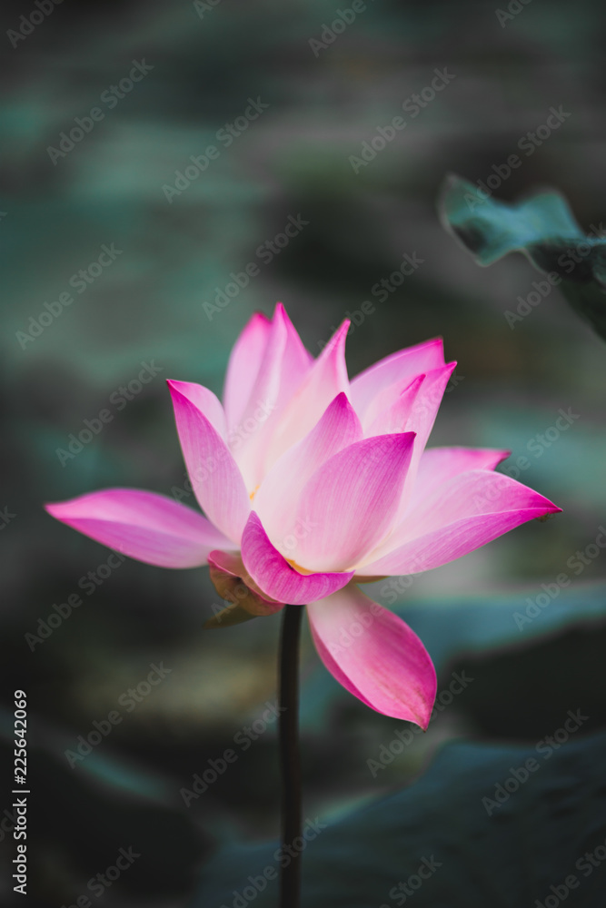 Photo lotus flower , Beautiful purple lotus flower with green leaf in in pond Photo lotus flower , Beautiful purple lotus flower with green leaf in in pond