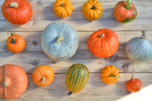 Pumpkins and squashes varieties