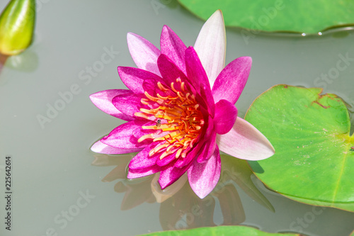 Beautiful Pink Lotus Flower . Close focus with green leaf in in pond  deep blue water surface