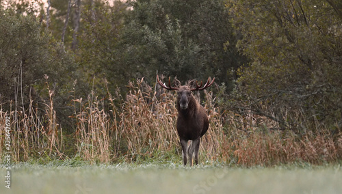 Moose bull in an autumn meadow, Eurasian elk in an autumn meadow. Rut season.