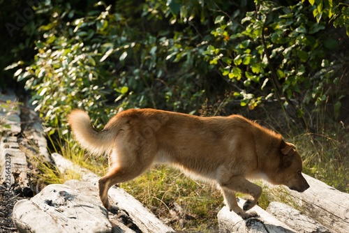 Dog walking on a rock photo