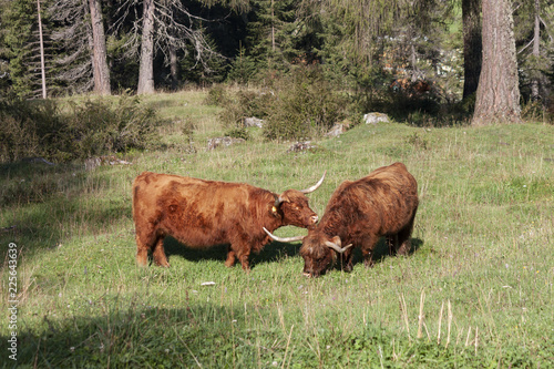 Scottish Highland Cattle graze on meadows at obereggen, to the slopes of Latemar