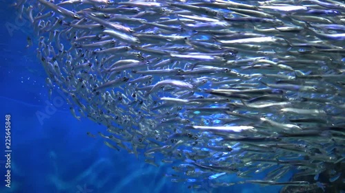 School of Sardines, Round herrings, Anchovies, raw, 4K photo