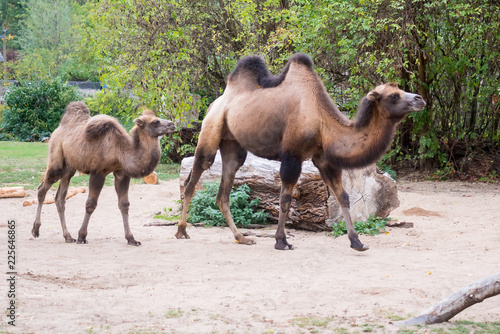 camel and baby camel in zoo