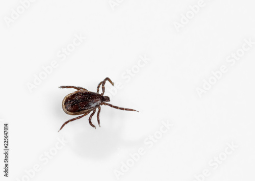 A parasitic tick crawls on a white surface. Close-up, top view.