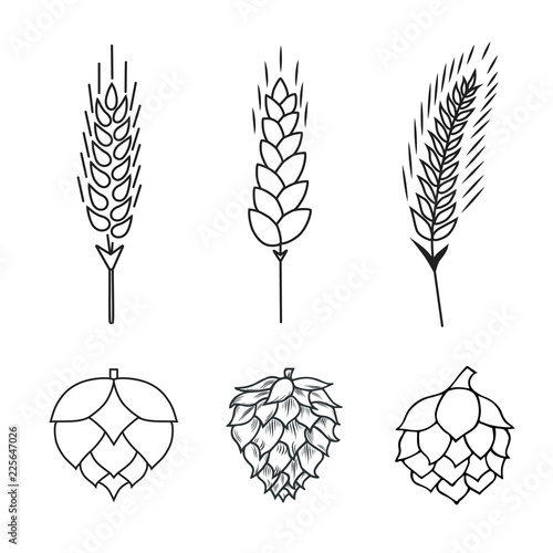 Malt, rye, barley, wheat ears and hop cone beer icon. Grain cereal for bottle label. Vector isolated illustration.