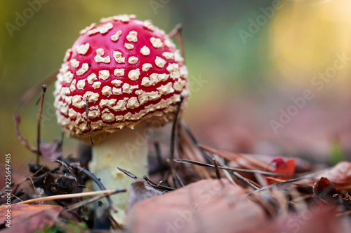 Poisonous amanita mushroom in the forest
