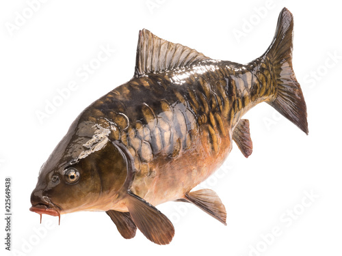 Obraz na plátně Mirror carp isolated