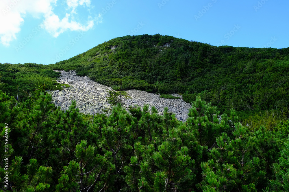 juniper on green mountains