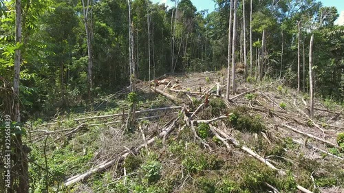 Flying through a clearing cut from tropical rainforest to plant subsistence crops. In the Ecuadorian Amazon
