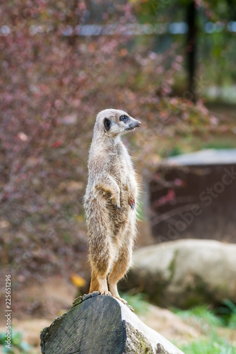 meerkat in zoo, looking around