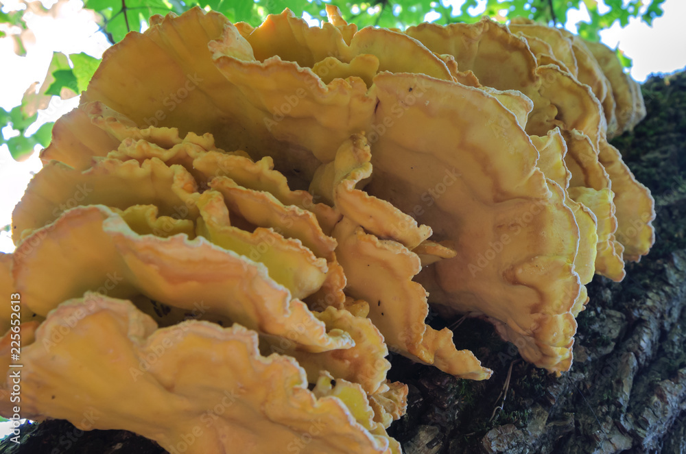 Obraz premium Many mushrooms on a fallen old tree
