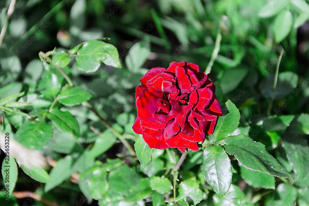 climbing red roses in the garden.Red Flower in the garden.